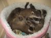 Exotic Breeder pair baby Racoons 